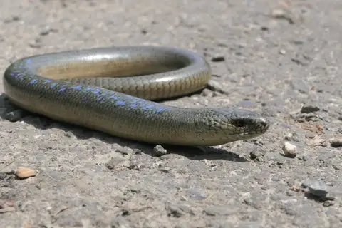 Eastern Slowworm