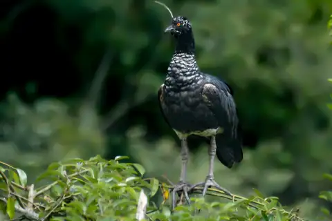 Horned Screamer