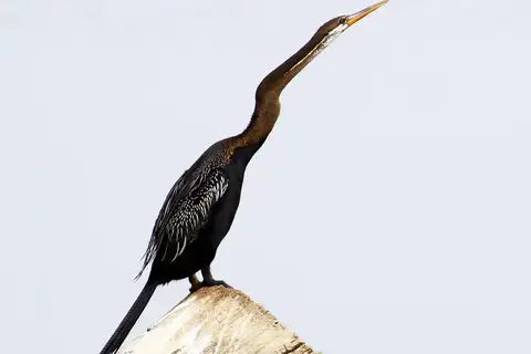 Oriental Darter