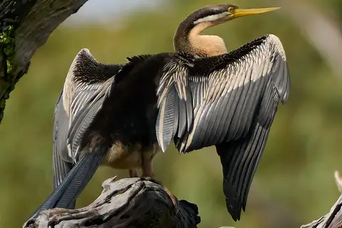 Australasian Darter