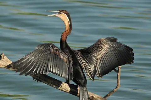 African Darter