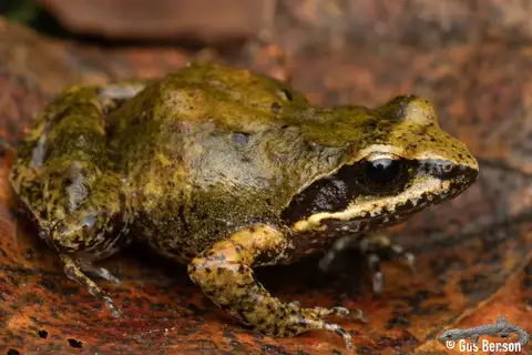 Hewitt's Moss Frog