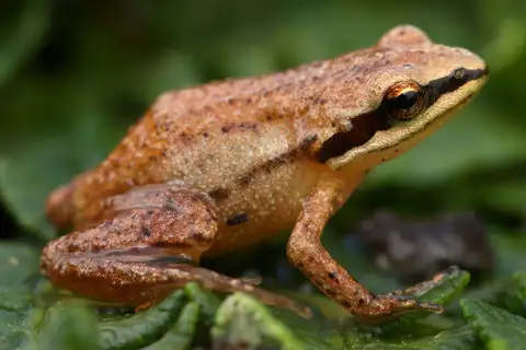 Mistbelt moss frog