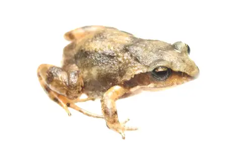 Rattray's frog