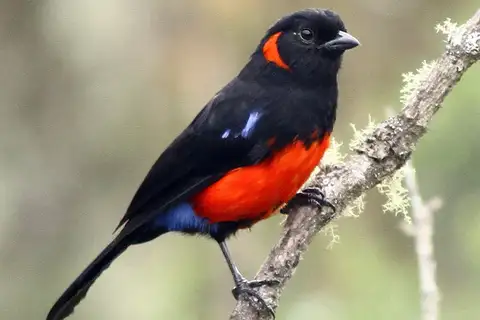 Scarlet-bellied Mountain Tanager