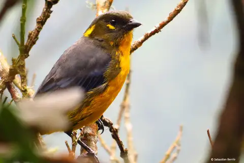 Lacrimose Mountain Tanager