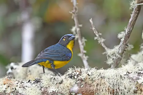 Santa Marta Mountain Tanager