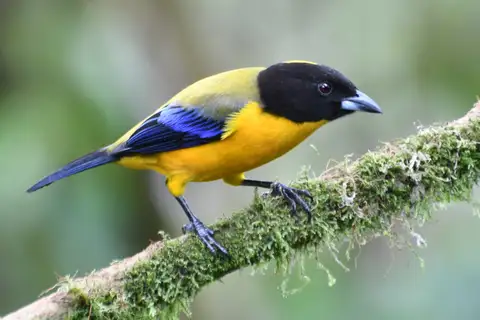 Black-chinned Mountain Tanager