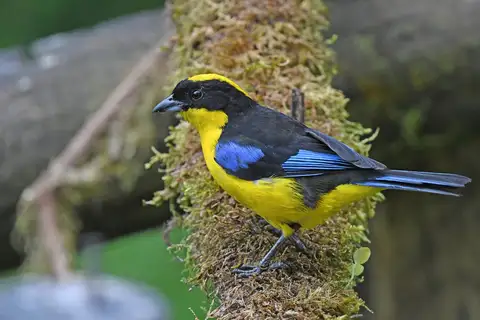 Blue-winged Mountain Tanager