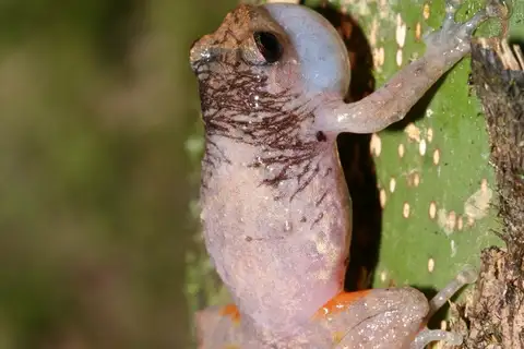 Boulenger's Climbing Frog