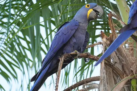 Hyacinth Macaw