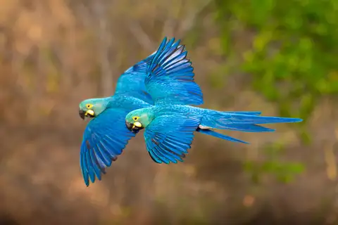Lear's Macaw