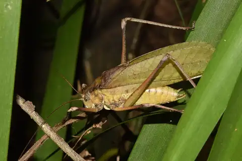 African Mecopod