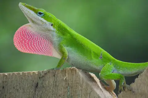 Green Anole