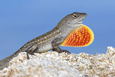 Brown Anole