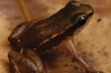Guiana Rocket Frog