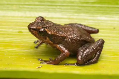 Eastern Tepui Rocket Frog