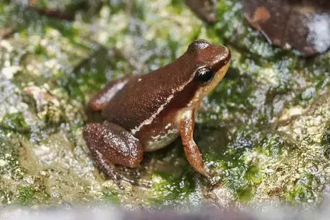 Stephen's Rocket Frog