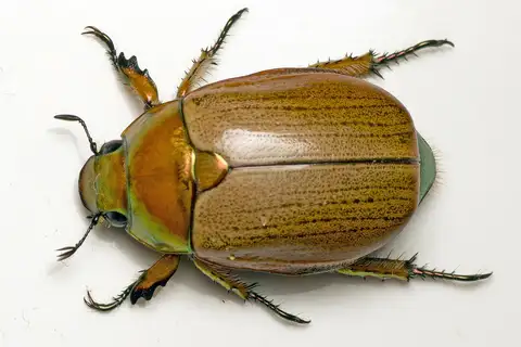Emerald Tip Beetle