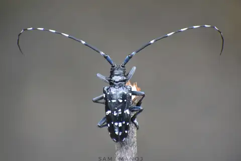 Citrus Longhorn Beetle