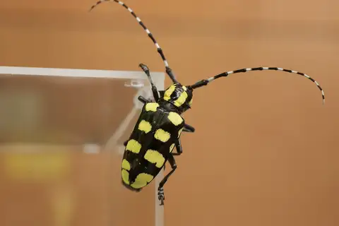 Chinaberry Yellow-banded Longhorn Beetle