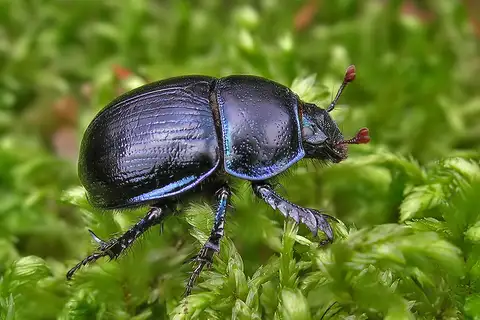Woodland Dor Beetle