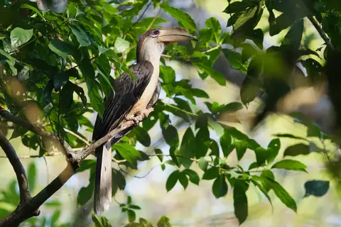 Austen's Brown Hornbill