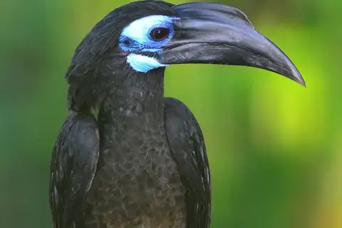 Bushy-crested Hornbill