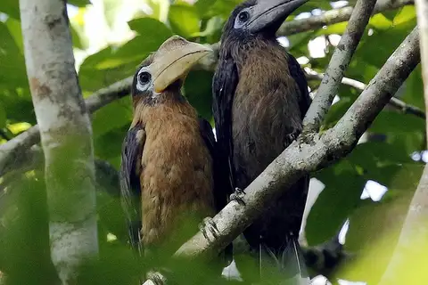 Tickell's Brown Hornbill