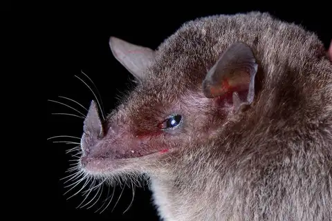 Geoffroy's tailless bat