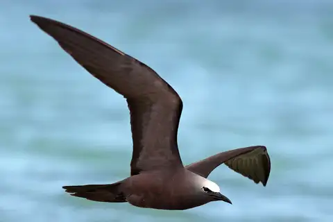 Brown Noddy