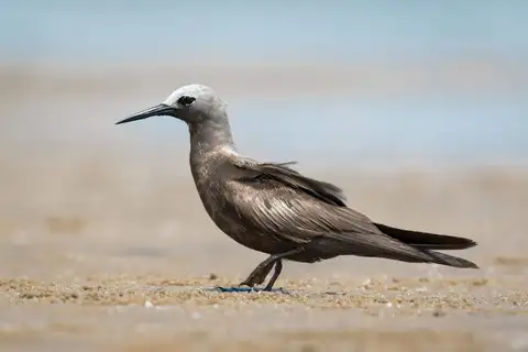 Lesser Noddy
