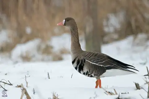 Greater White-fronted Goose