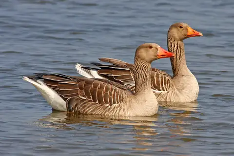 Greylag Goose