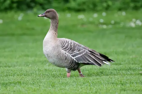 Pink-footed Goose