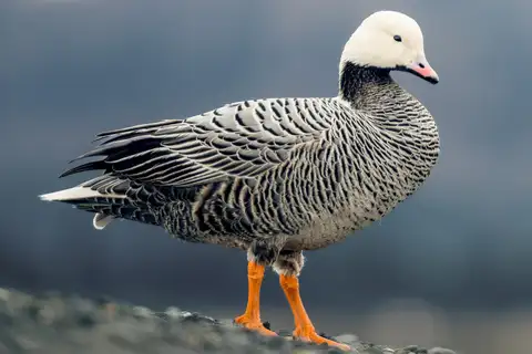 Emperor Goose