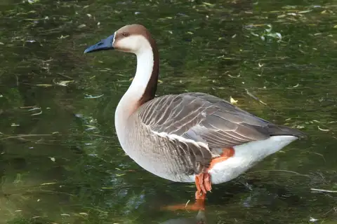 Swan Goose