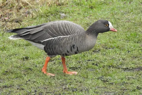 Lesser White-fronted Goose