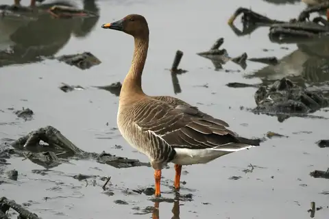 Taiga Bean Goose