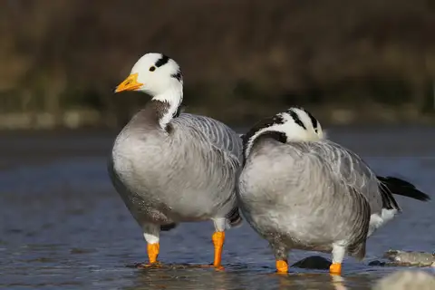 Bar-headed Goose