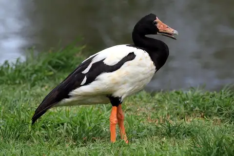 Magpie Goose