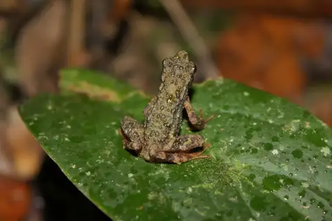 Kinabalu Slender Toad