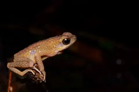 Brown Slender Toad