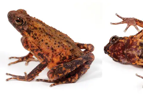 Long-fingered Stream Toad