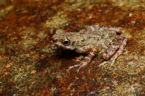 Dwarf Slender Toad