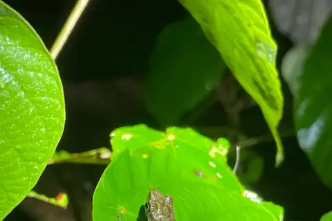 Flat-bodied Slender Toad