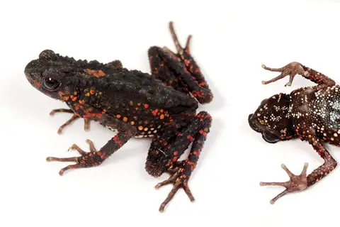 Spiny Slender Toad