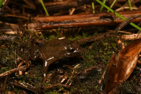 Nornalup Frog