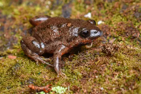 Roseate Frog