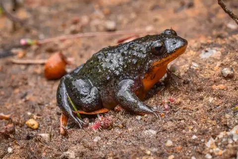 Orange-bellied Frog